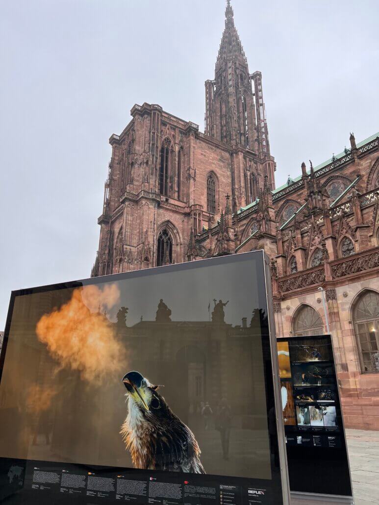 Foto expositie naast de Kathedraal van Straatsburg