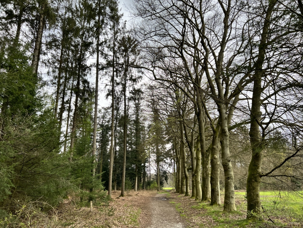 De prachtige bosrijke omgeving van de Veluwe